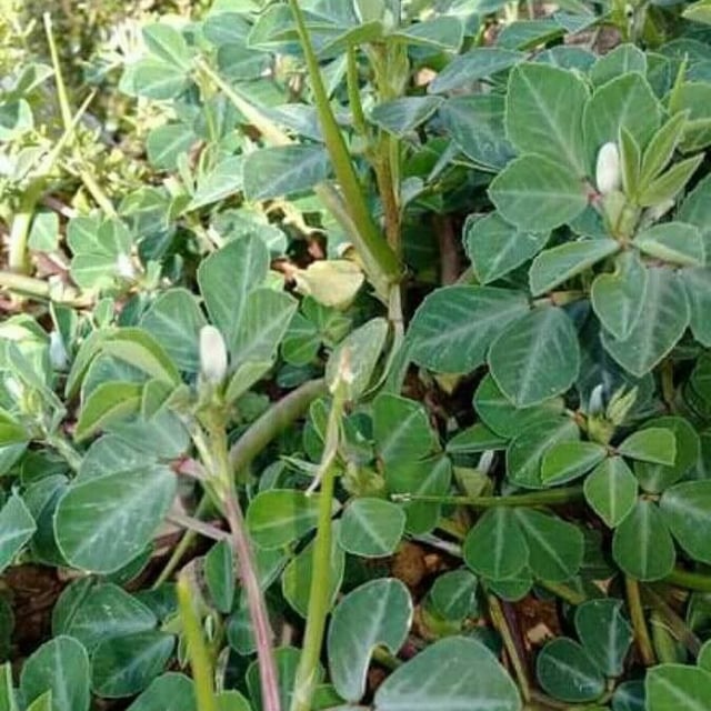 Fenugreek