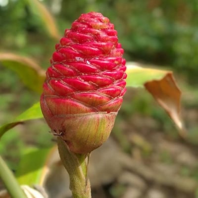 Zingiber zerumbet — flower