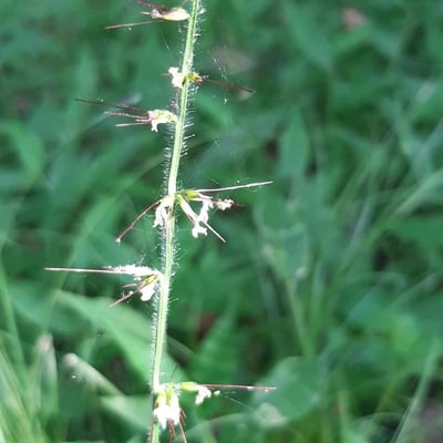 Oplismenus undulatifolius — flower