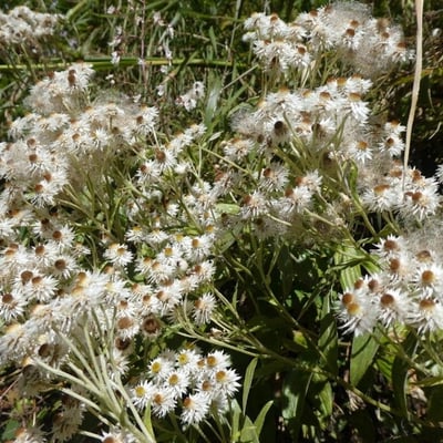 Anaphalis margaritacea — flower