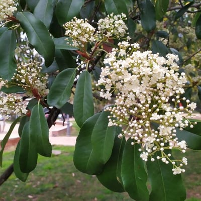 Photinia serratifolia — flower