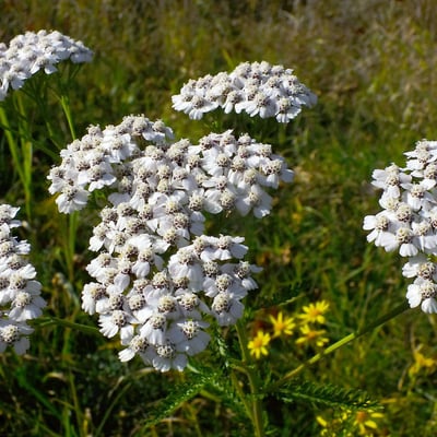 Achillea collina — flower