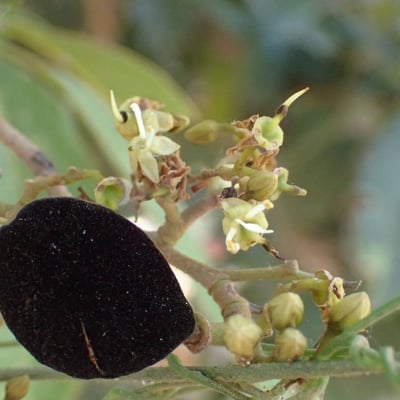 Dialium guineense — flower