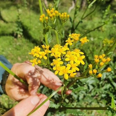 Senecio linearifolius — flower
