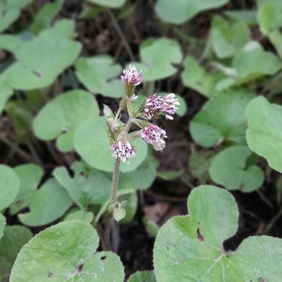 Petasites pyrenaicus — flower
