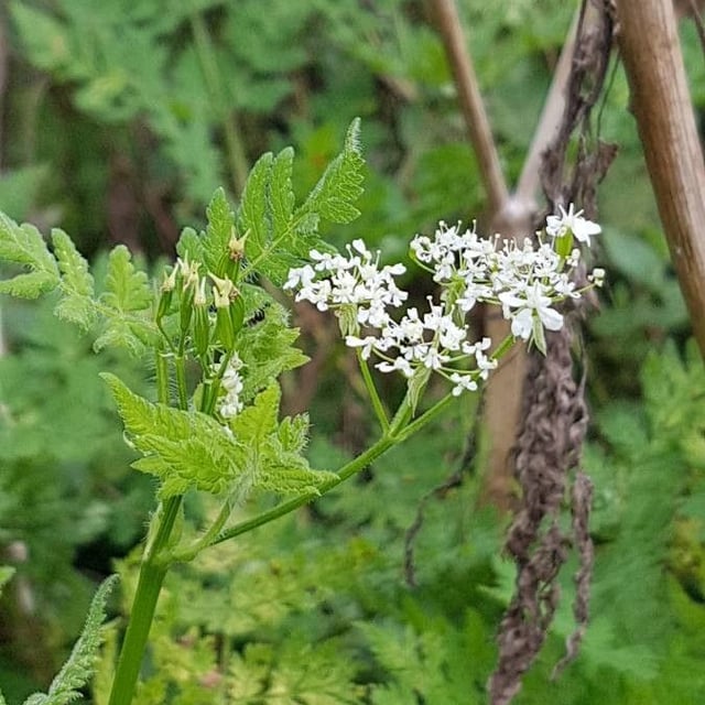Myrrhis odorata — flower