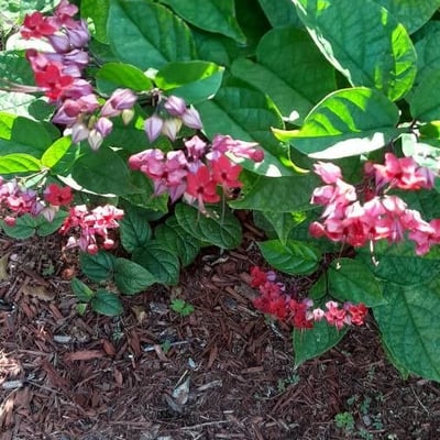 Clerodendrum splendens — flower
