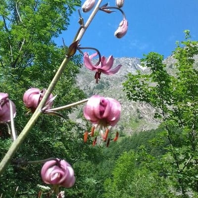 Lilium martagon — flower