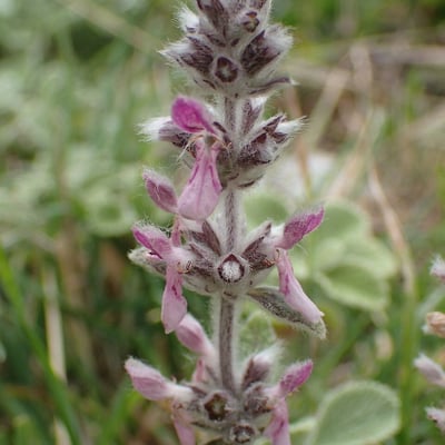 Stachys cretica — flower