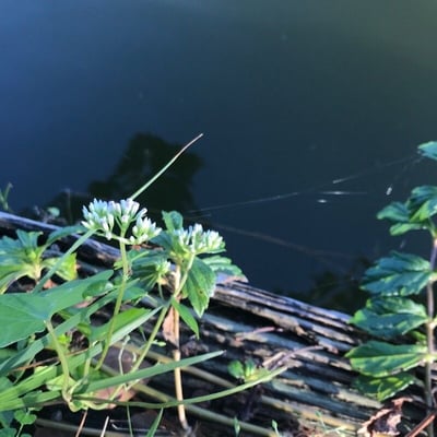 Mikania scandens — flower