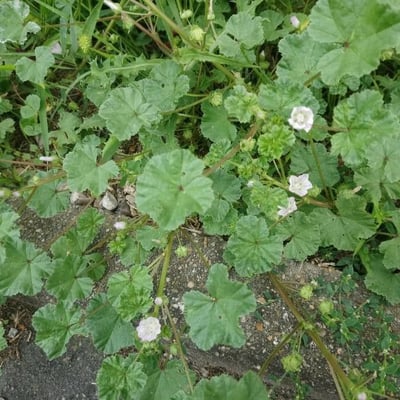 Malva parviflora — flower