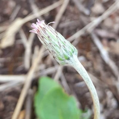 Chaptalia nutans — flower