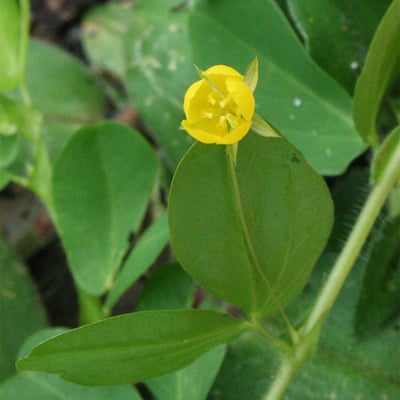 Chamaecrista rotundifolia — flower