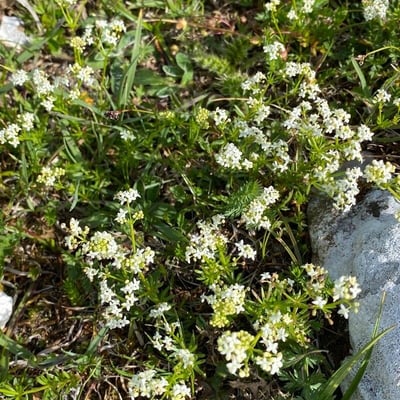 Galium anisophyllon — flower