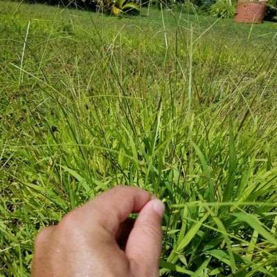 Paspalum conjugatum — habit