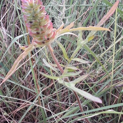 Prunella laciniata — flower