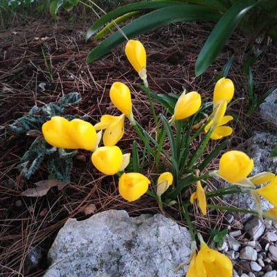Sternbergia lutea — flower