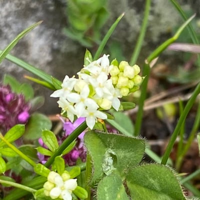 Galium saxatile — flower