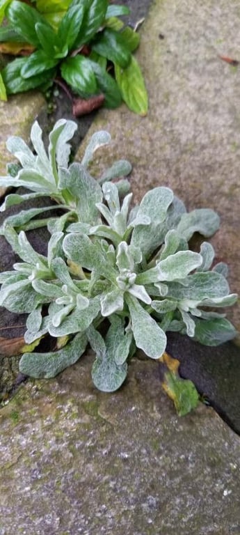 Jersey cudweed