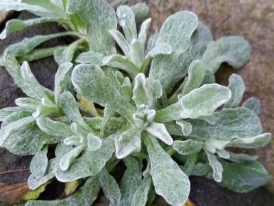 Jersey cudweed