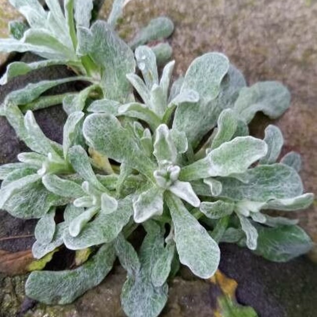 Helichrysum luteoalbum — leaf