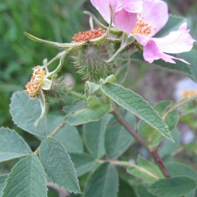 Rosa villosa — flower