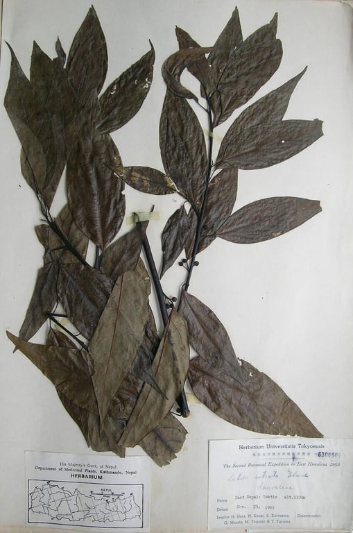 Mountain-pepper