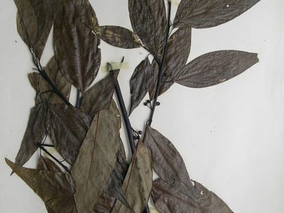 Mountain-pepper