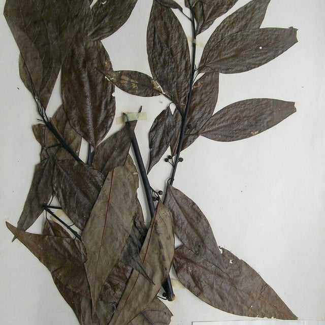 Litsea cubeba