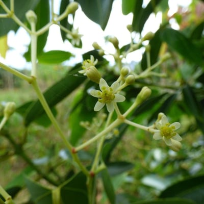 Cinnamomum verum — flower