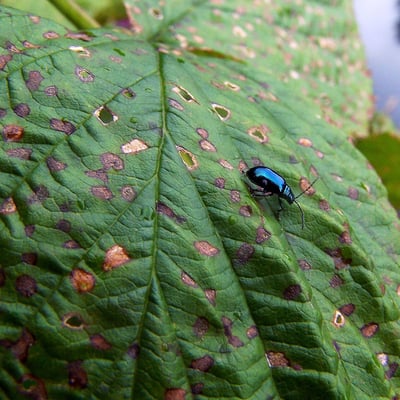 Rubus ferocior — leaf