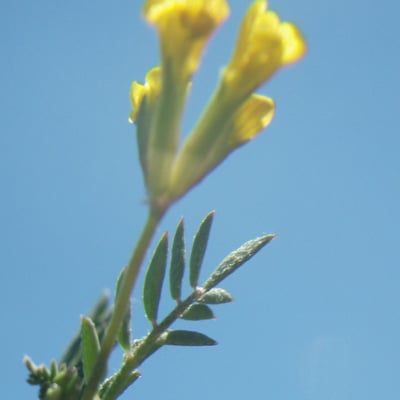 Ornithopus pinnatus — flower
