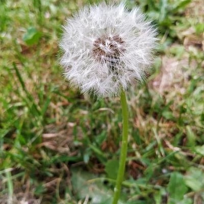 Taraxacum erythrospermum — flower