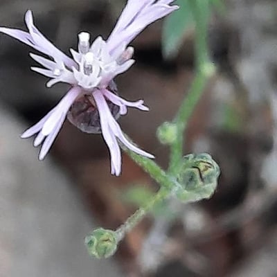 Crupina vulgaris — flower