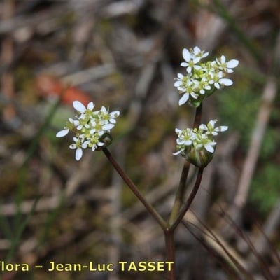 Scandix australis — flower