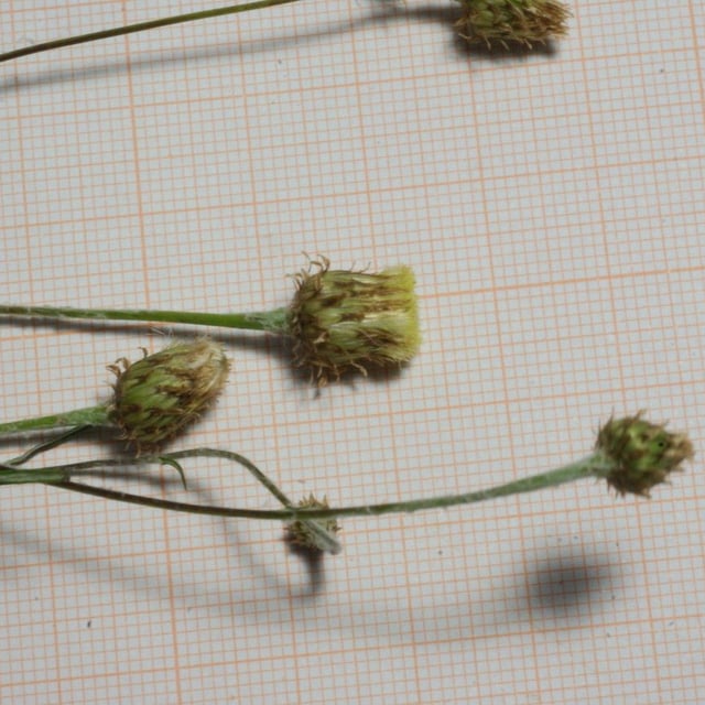 Phagnalon rupestre — flower