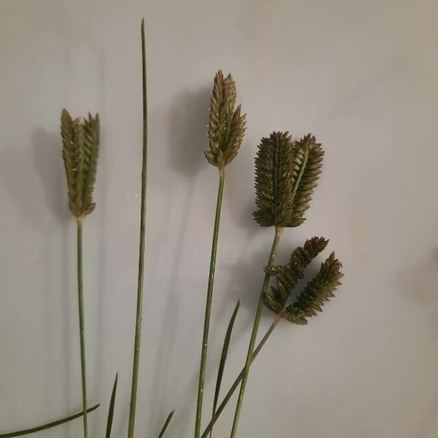 Eleusine tristachya — flower