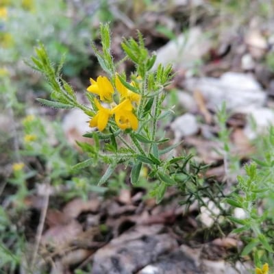 Genista hispanica — flower