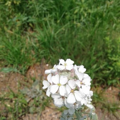 Lepidium hirtum — flower