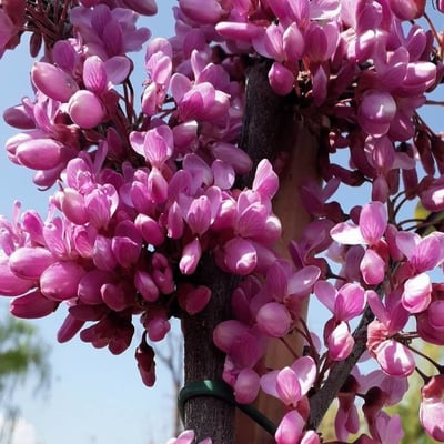 Cercis siliquastrum — flower