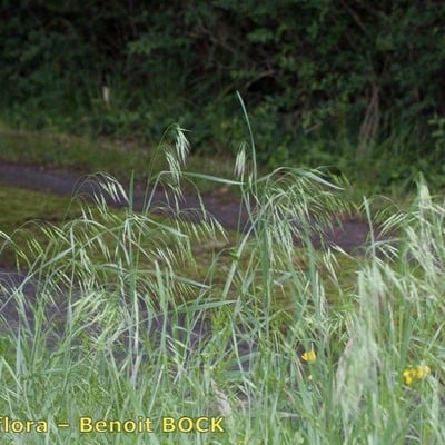 Bromus japonicus — habit