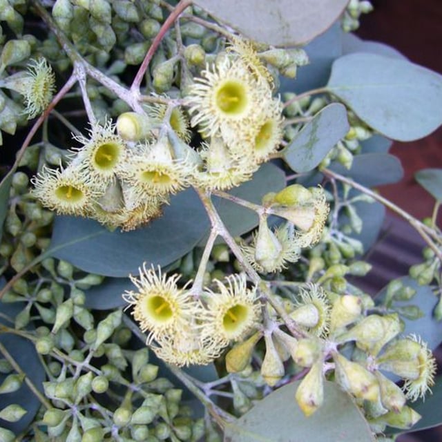 Eucalyptus polyanthemos — flower