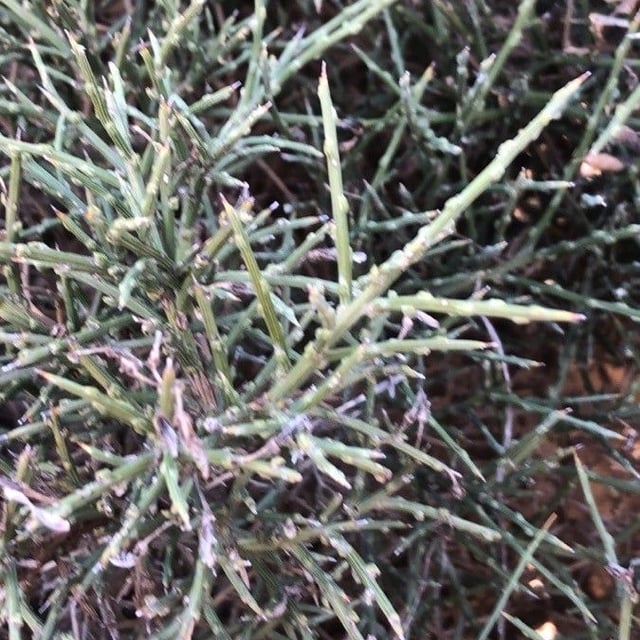 Genista versicolor — leaf