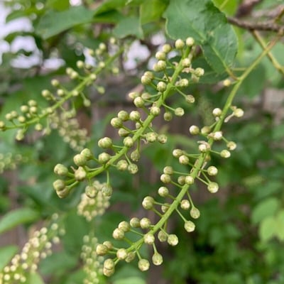Prunus virginiana — flower