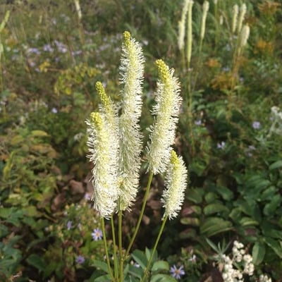 Sanguisorba canadensis — flower