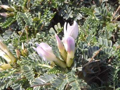 Tragacanth