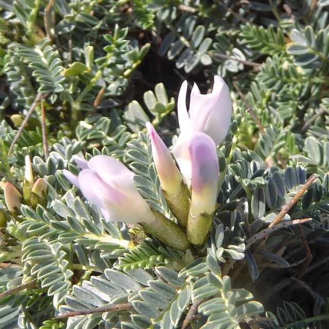 Tragacanth