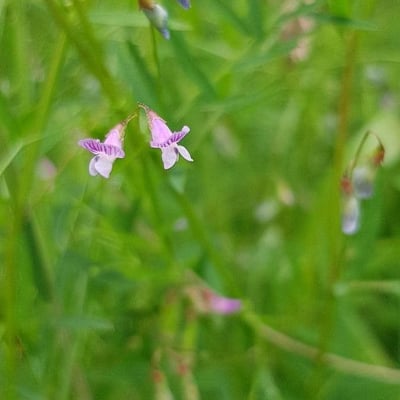 Vicia tetrasperma — flower