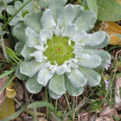 Filago pygmaea — flower
