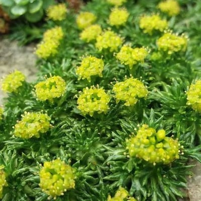 Azorella trifurcata — flower